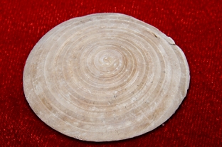 230