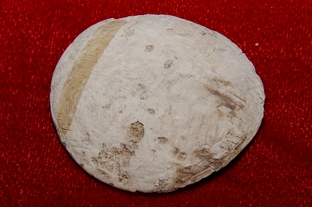 241