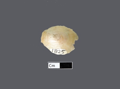 4459