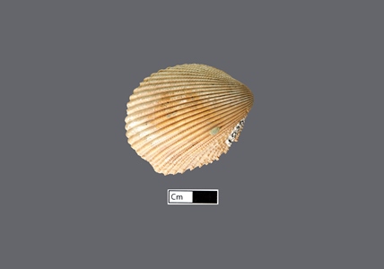 4464