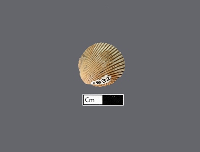 4466